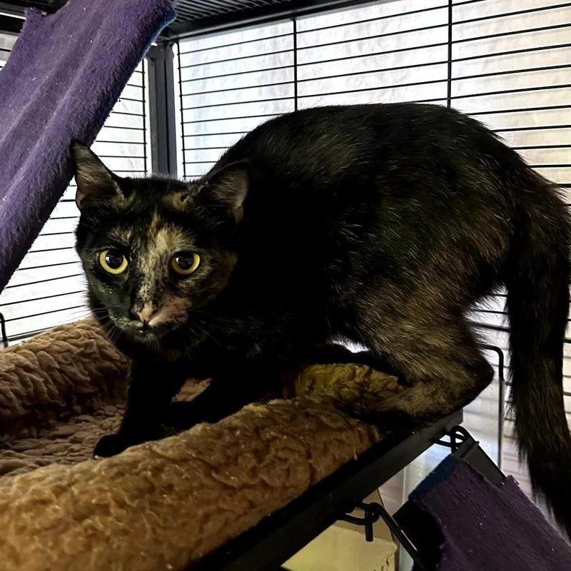 A young medium-sized female Tortoiseshell Domestic Short Hair cat named Brinx for adoption in Long Beach, CA