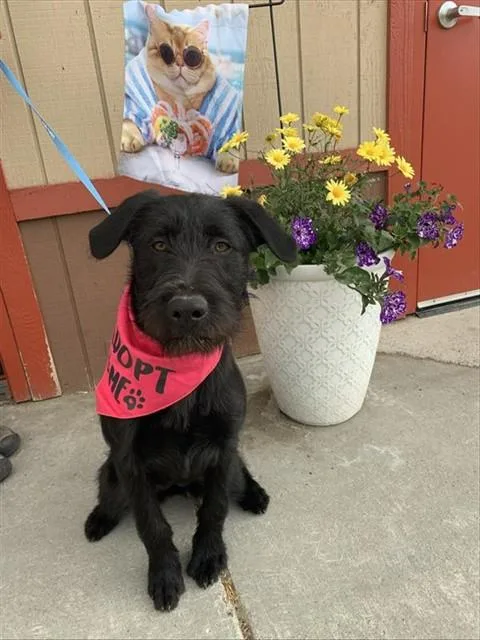A young large-sized female Airedale Terrier dog named Kovu for adoption in Fairbanks, AK