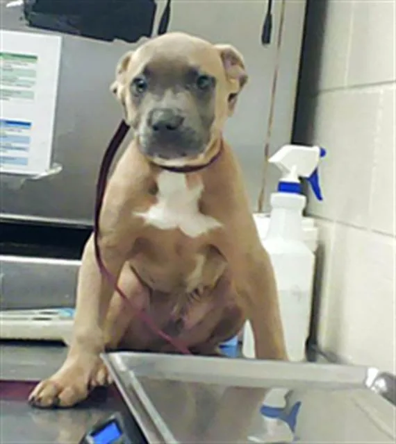 A baby small-sized male Pit Bull Terrier dog named Dozer for adoption in Fayetteville, NC