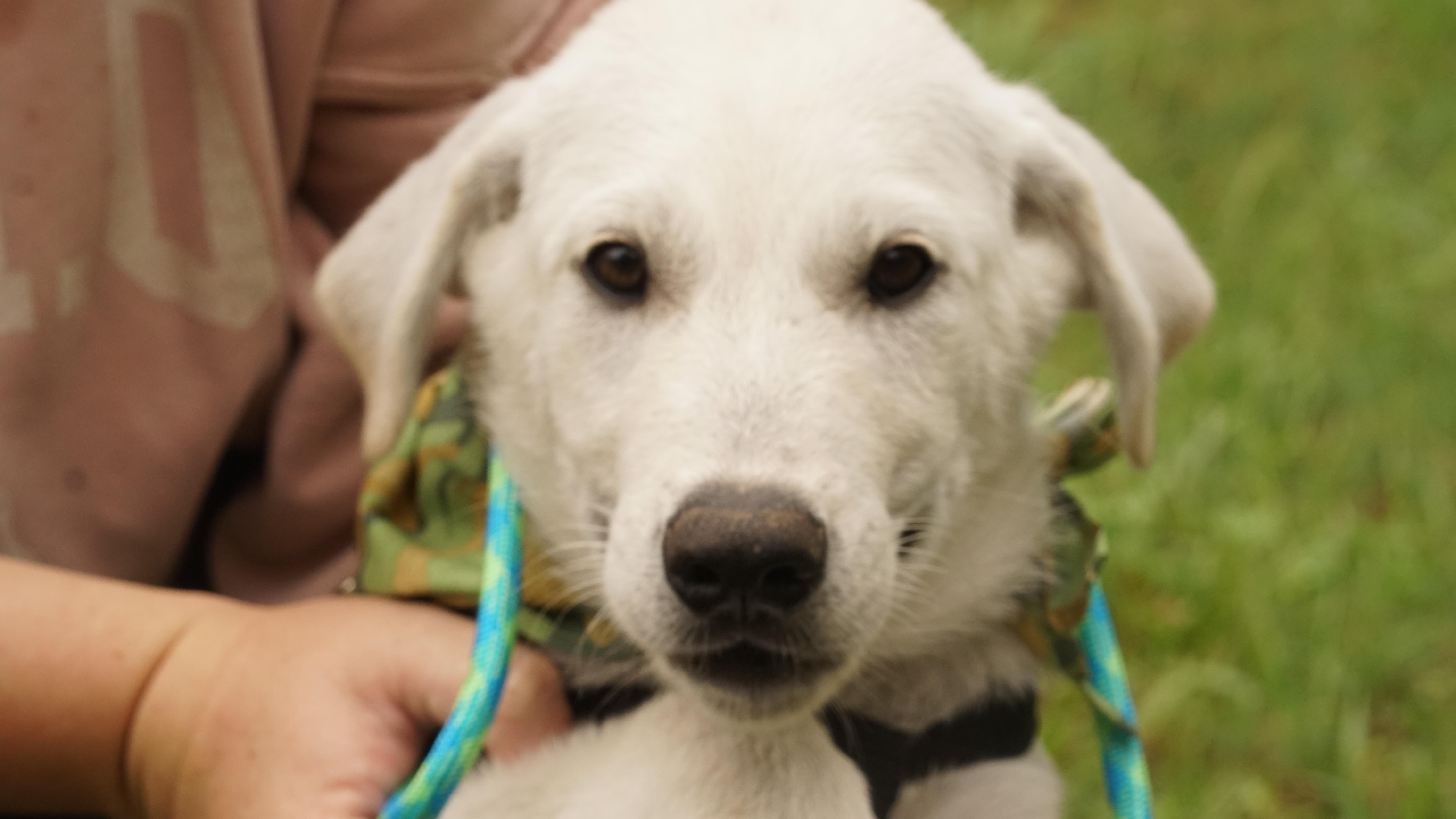 A baby medium-sized male White / Cream Labrador Retriever dog named Jack for adoption in Brentwood, CA