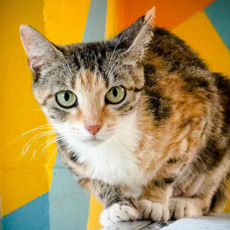 Penelope thumbnail 2