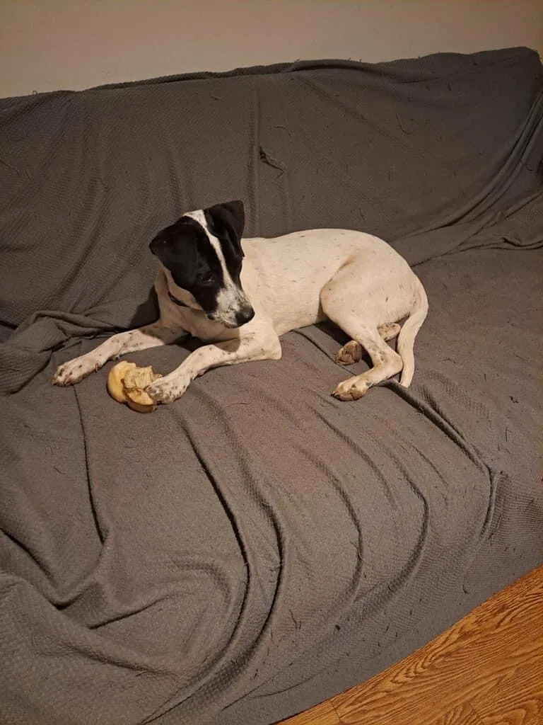 A young medium-sized male Black Mixed Breed dog named Clifford for adoption in Broken Arrow, OK