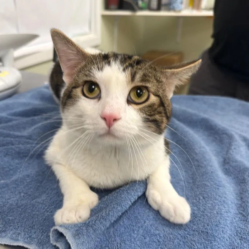 A young medium-sized male Brown / Chocolate Domestic Short Hair cat named Mittens for adoption in East Smithfield , PA