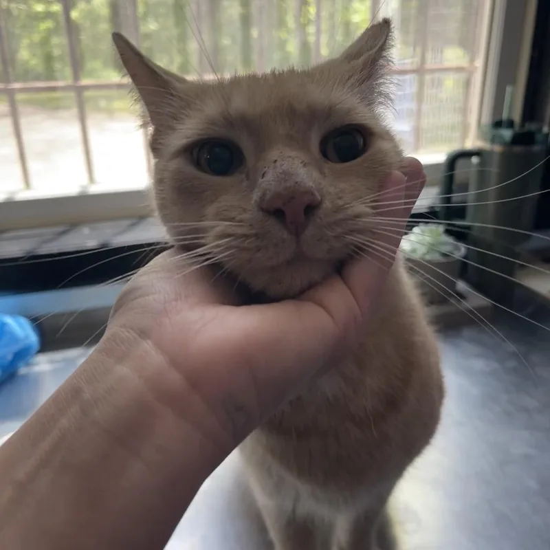 An adult large-sized male Buff / Tan / Fawn Domestic Short Hair cat named Aldo for adoption in Walden, NY