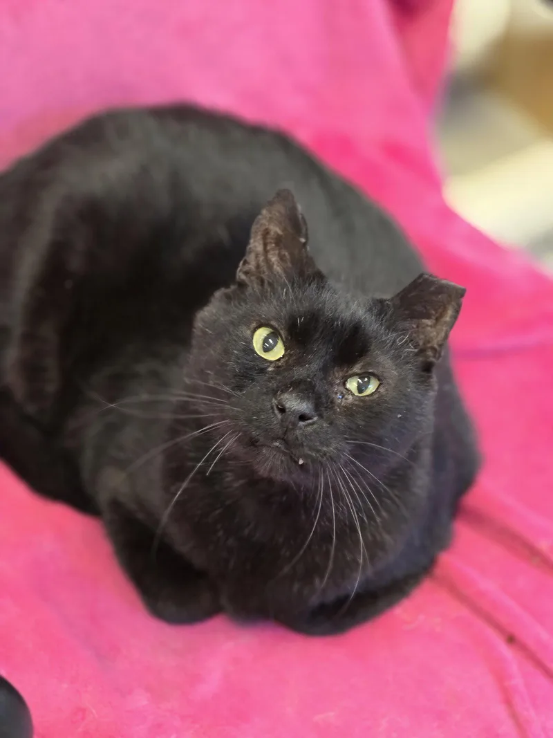 An adult small-sized male Black Domestic Short Hair cat named Yogi for adoption in Locust Grove, GA