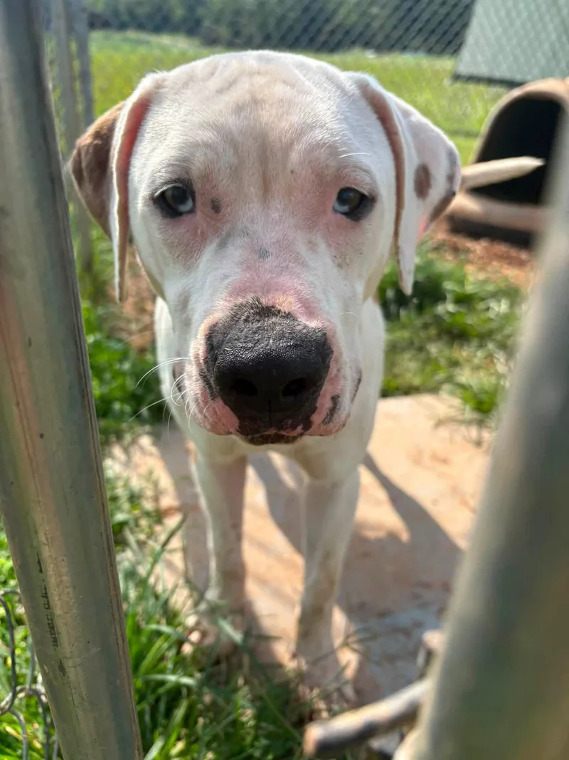 An adult medium-sized male White / Cream Pit Bull Terrier dog named Hippo for adoption in Munfordville, KY