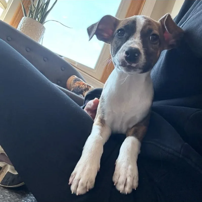 A baby small-sized male Jack Russell Terrier dog named Lasagna for adoption in Philadelphia, PA