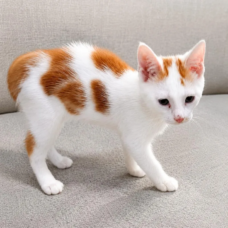 A baby small-sized male Orange / Red Domestic Short Hair cat named Stitch for adoption in Pleasanton, CA