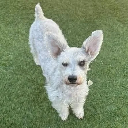 An adult small-sized female Standard Schnauzer dog named Skye Arriving D for adoption in Princeton, MN