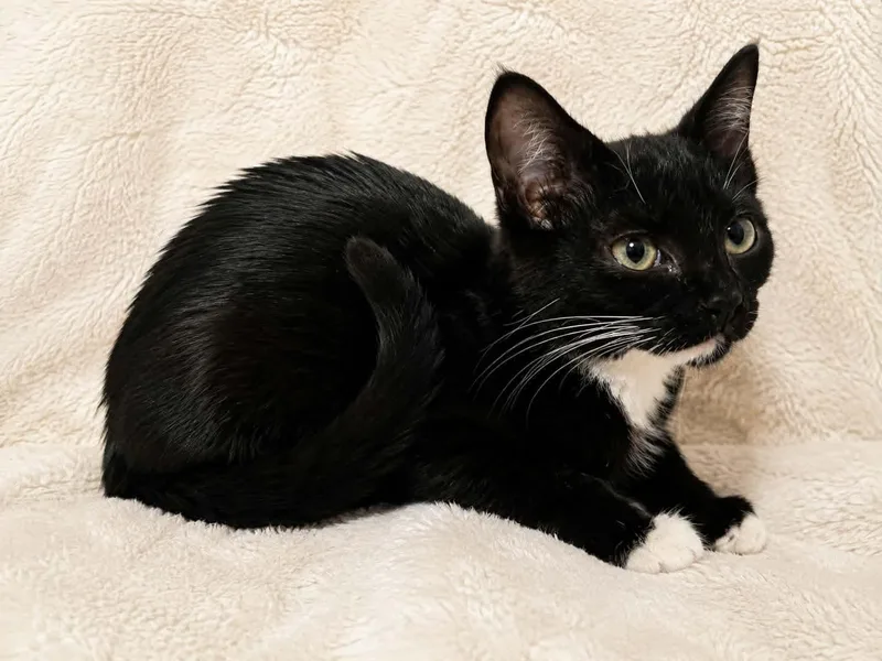 A baby small-sized female Black & White / Tuxedo Domestic Short Hair cat named Caspian for adoption in Gladstone, OR