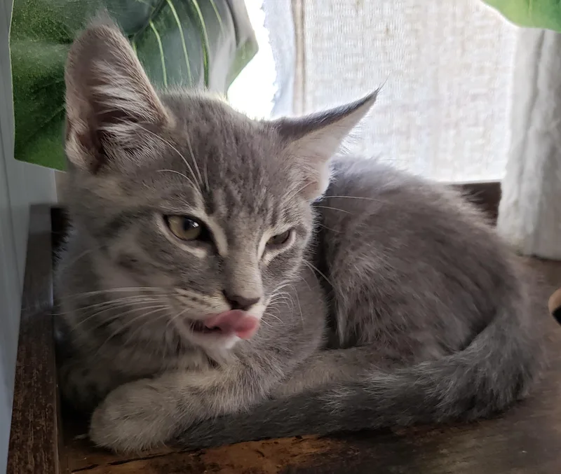 A baby small-sized male Tabby (Gray / Blue / Silver) Domestic Short Hair cat named Kettle for adoption in Orange, CA
