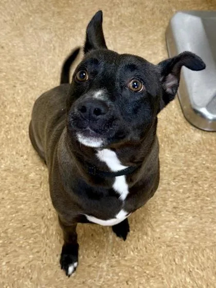 An adult medium-sized male Labrador Retriever dog named Zero for adoption in San Antonio, TX