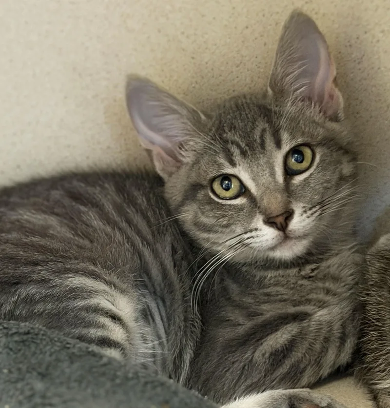 A baby small-sized female Domestic Short Hair cat named Ember for adoption in Sacramento, CA