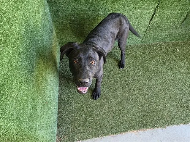 A young large-sized male Cane Corso dog named Polo for adoption in Lancaster, CA