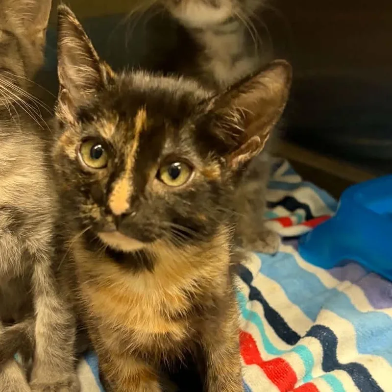 A baby small-sized female Tortoiseshell Domestic Short Hair cat named Katara for adoption in Concord, NC