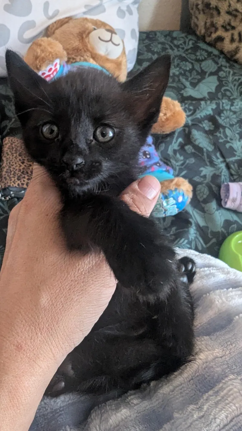 A baby small-sized male Domestic Short Hair cat named Bellamy for adoption in Long Beach, CA