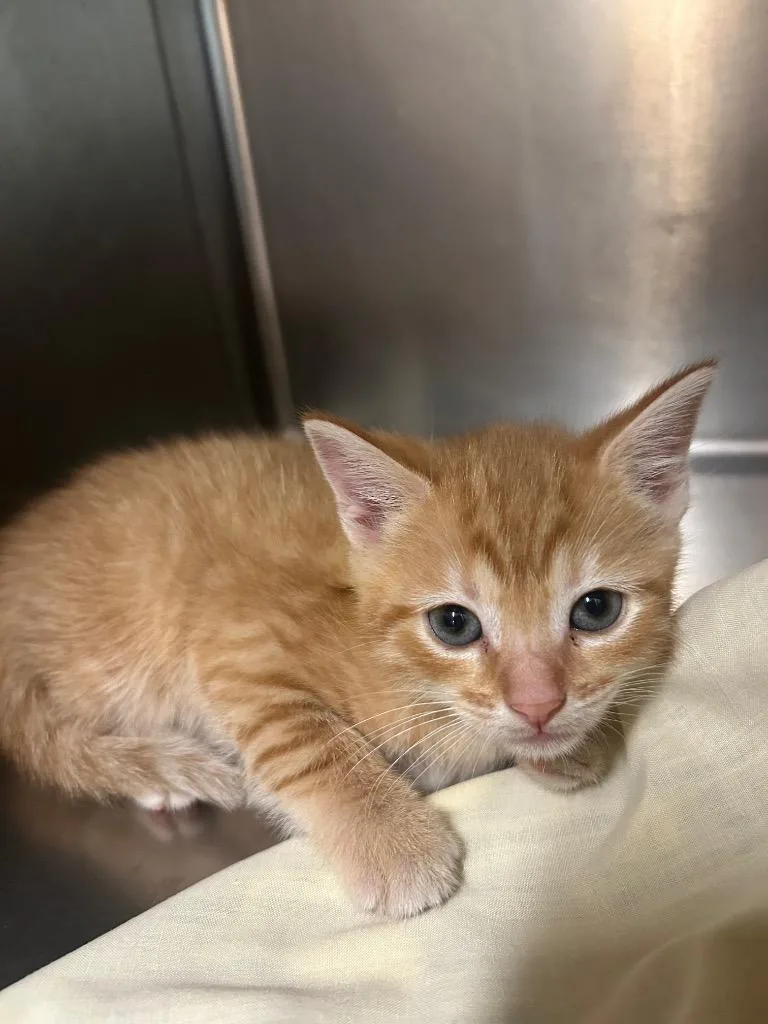 A baby small-sized female Domestic Short Hair cat named Zarayellow for adoption in Mineral, VA