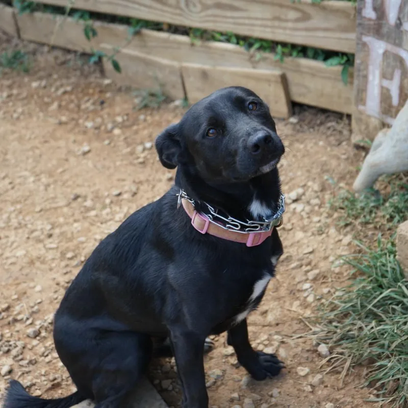 An adult medium-sized female Australian Shepherd dog named Dora for adoption in Duck River, TN