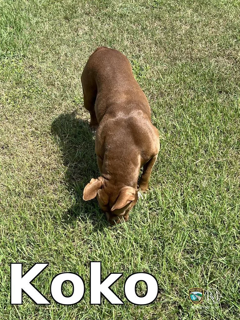 Koko
