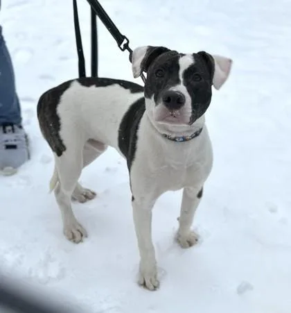 An adult medium-sized male Pit Bull Terrier dog named Tillman for adoption in Cleveland, OH