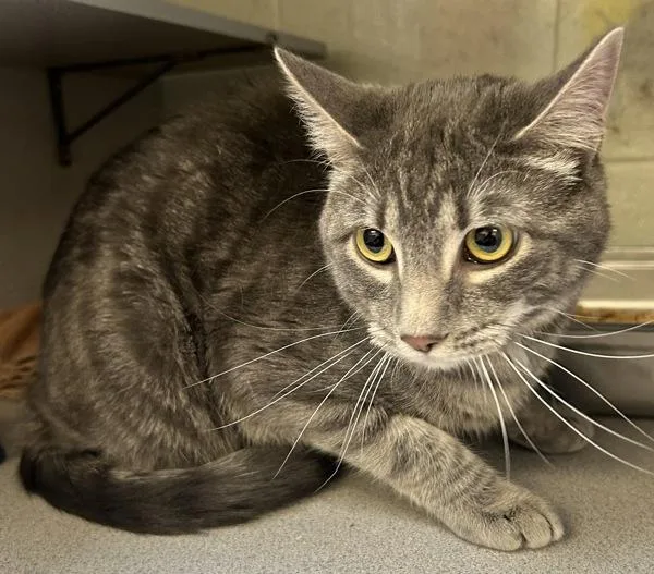 An adult medium-sized male Domestic Short Hair cat named Mayhem for adoption in Salt Lake City, UT