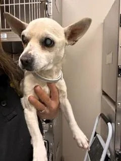 A senior small-sized female Chihuahua dog named Glenda for adoption in Wingdale, NY