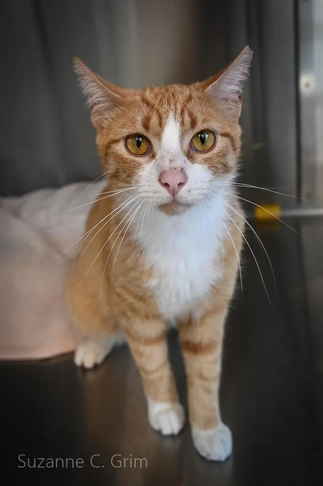 A young medium-sized male Domestic Short Hair cat named Chirp for adoption in New Orleans, LA