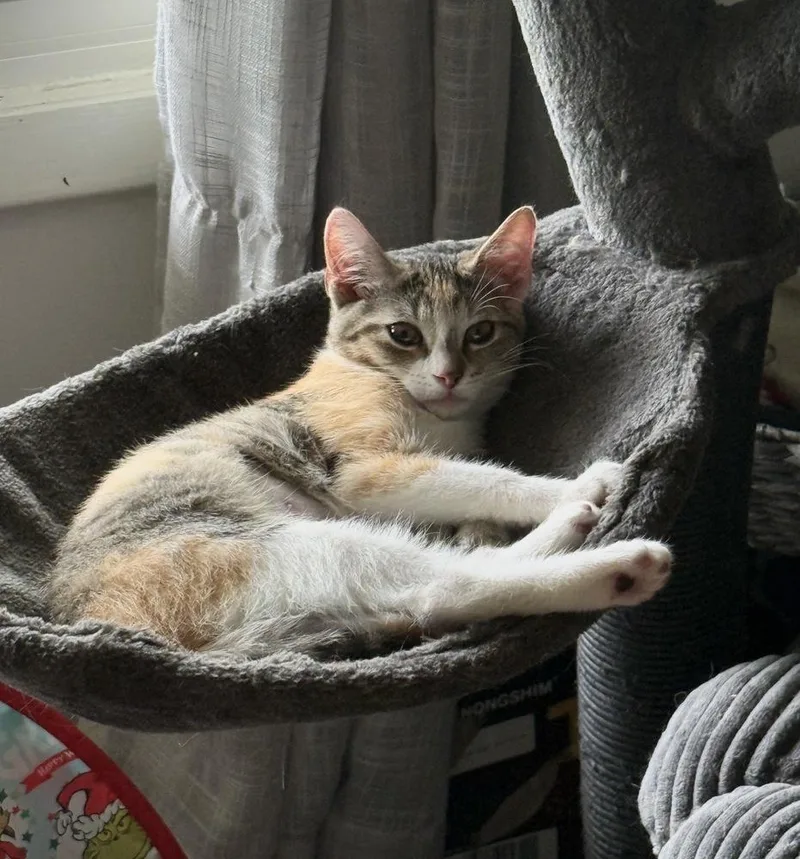 A baby small-sized female Domestic Short Hair cat named Chief for adoption in Mishawaka, IN