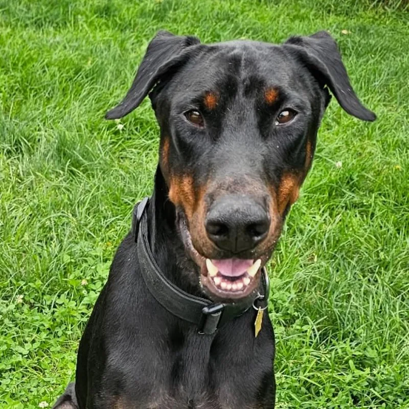 An adult large-sized male Black Doberman Pinscher dog named Koda for adoption in Sandown, NH