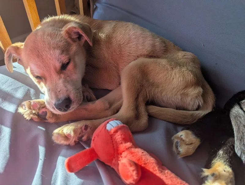 A baby medium-sized female Shiba Inu dog named Spirit for adoption in Calhoun, GA
