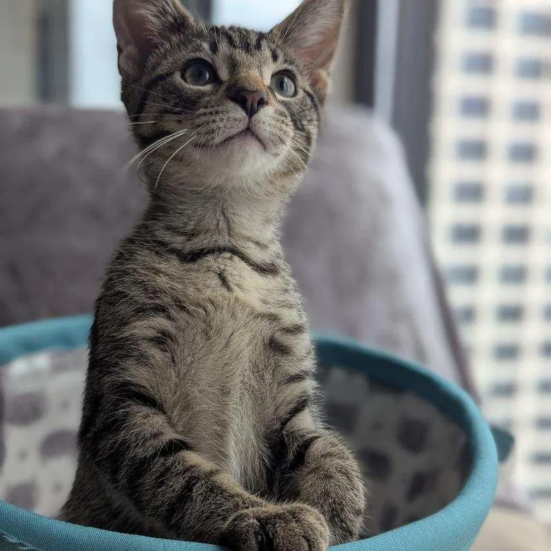 A baby medium-sized male Tabby (Brown / Chocolate) Domestic Short Hair cat named Michelangelo for adoption in Chicago, IL