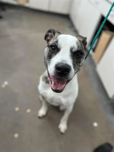 An adult large-sized male Mixed Breed dog named Kyle for adoption in Dallas, TX