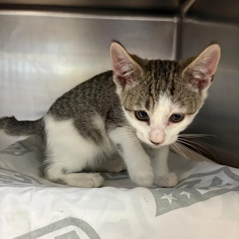 A baby small-sized male Brown / Chocolate Domestic Short Hair cat named Blue for adoption in Birdsboro, PA