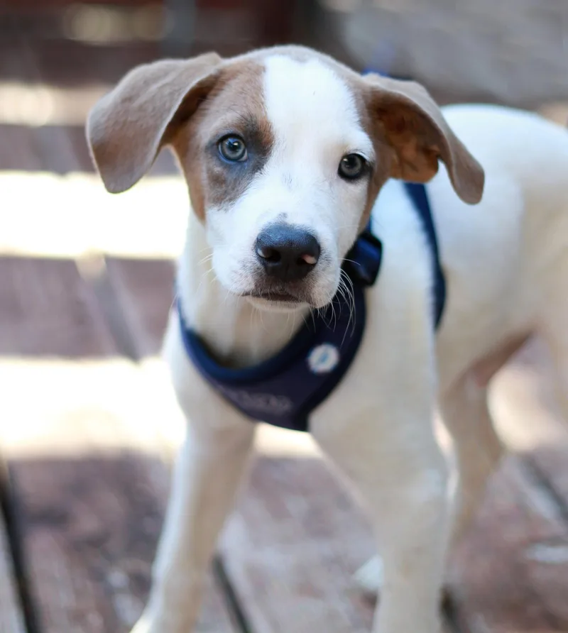 A baby large-sized male Labrador Retriever dog named Romer for adoption in Mankato, MN