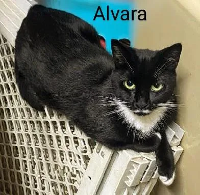 An adult medium-sized female Black & White / Tuxedo Domestic Short Hair cat named Alvara for adoption in Binghamton, NY