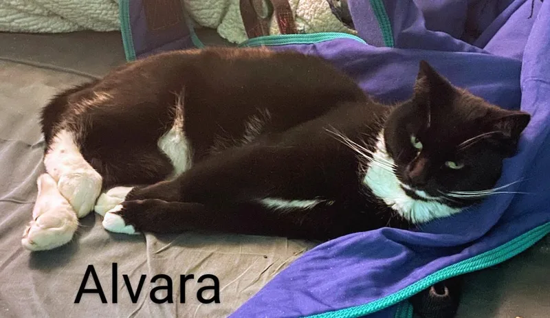 Alvara thumbnail 2