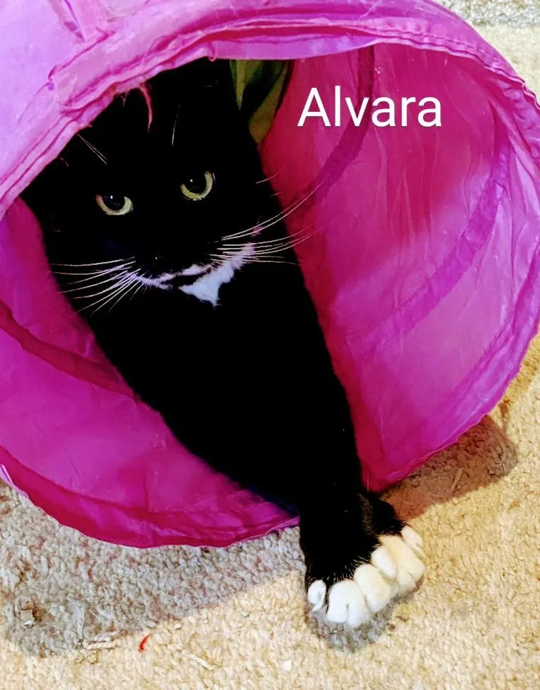 Alvara thumbnail 3