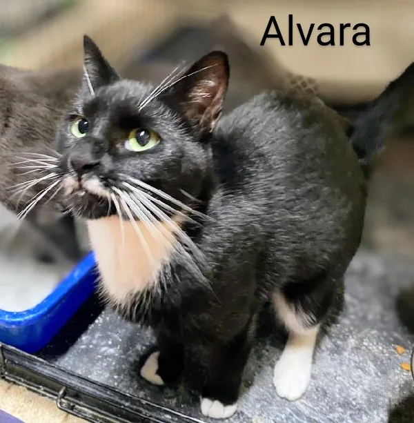 Alvara thumbnail 4
