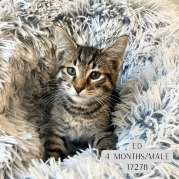 A young medium-sized male Tabby (Brown / Chocolate) Domestic Short Hair cat named Ed for adoption in Supply, NC