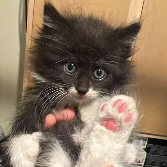 A baby small-sized male Black Domestic Long Hair cat named Rusty for adoption in Winchester, VA