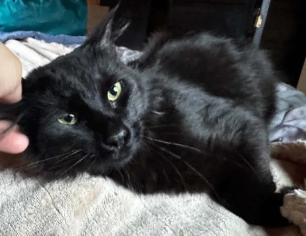 A young medium-sized male Black Domestic Short Hair cat named Cacao for adoption in Anchorage, AK