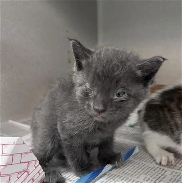 A baby medium-sized male Domestic Short Hair cat named Asteroid for adoption in Dallas, TX