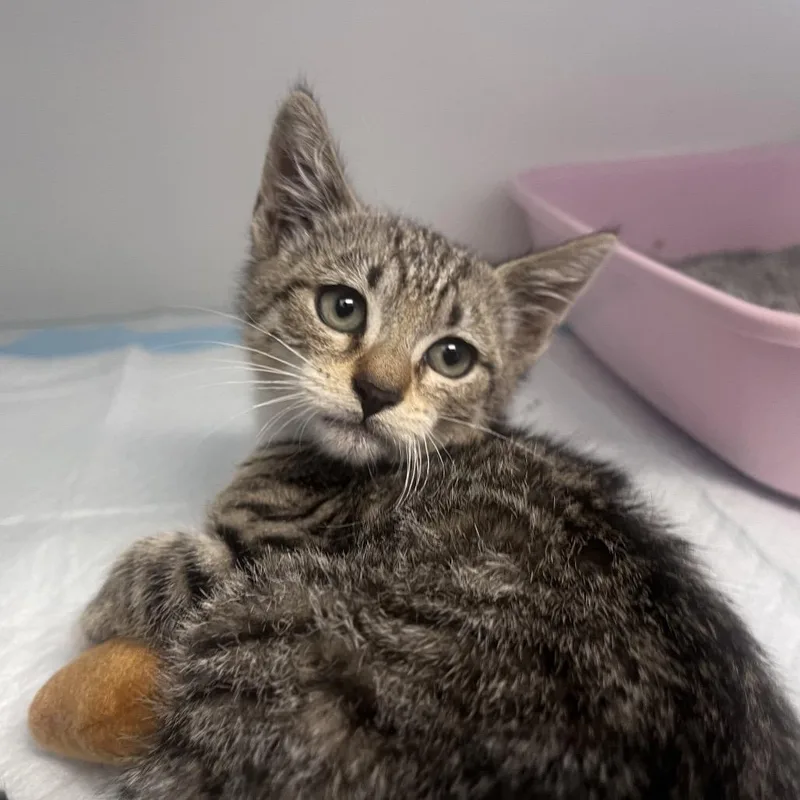 A baby small-sized female Brown / Chocolate Domestic Short Hair cat named Virgo for adoption in San Pablo, CA