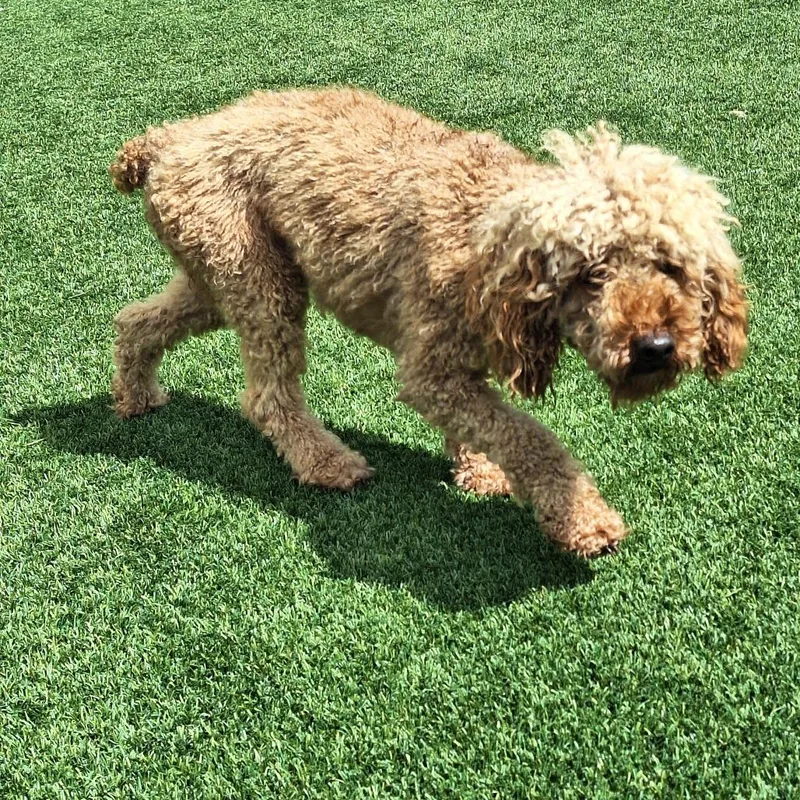 An adult small-sized male White / Cream Toy Poodle dog named Huckleberry Sharp for adoption in LOXAHATCHEE, FL