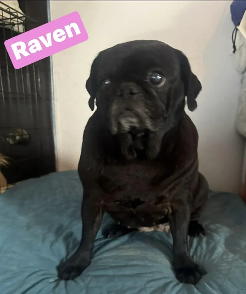 Raven