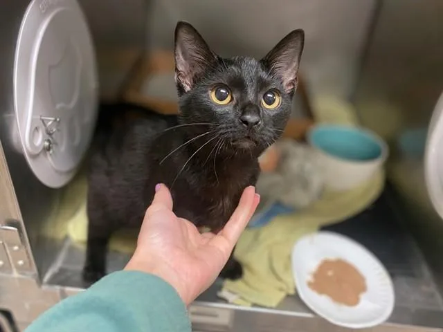 A baby small-sized male Domestic Short Hair cat named Charlie Sheen for adoption in Fort Wayne, IN