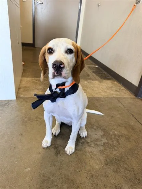 An adult medium-sized female Beagle dog named Georgina for adoption in Ontario, CA