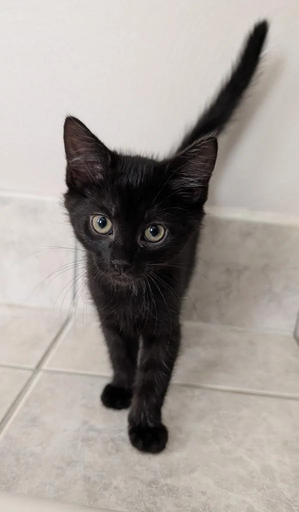 A baby small-sized male Domestic Short Hair cat named Larry for adoption in Wintersville, OH