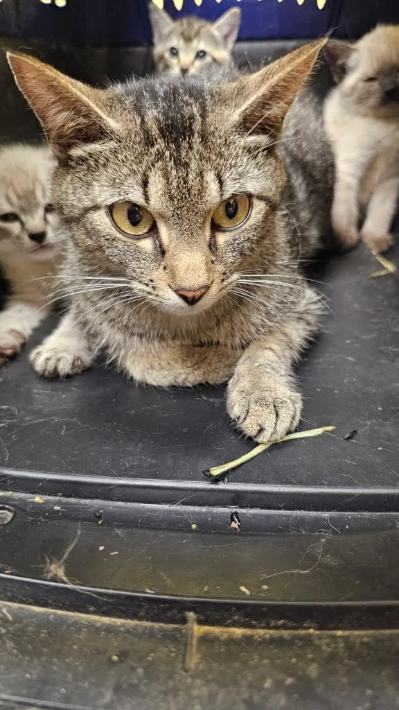 A young small-sized female Domestic Short Hair cat named Ms. Bianca for adoption in Crossville, TN