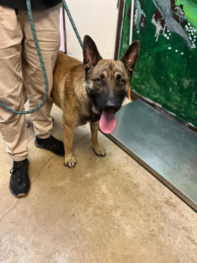 A young extra large-sized male German Shepherd Dog dog named Cowboy for adoption in New Braunfels, TX